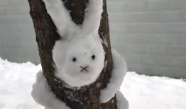 可爱雪,冬日里的温暖精灵